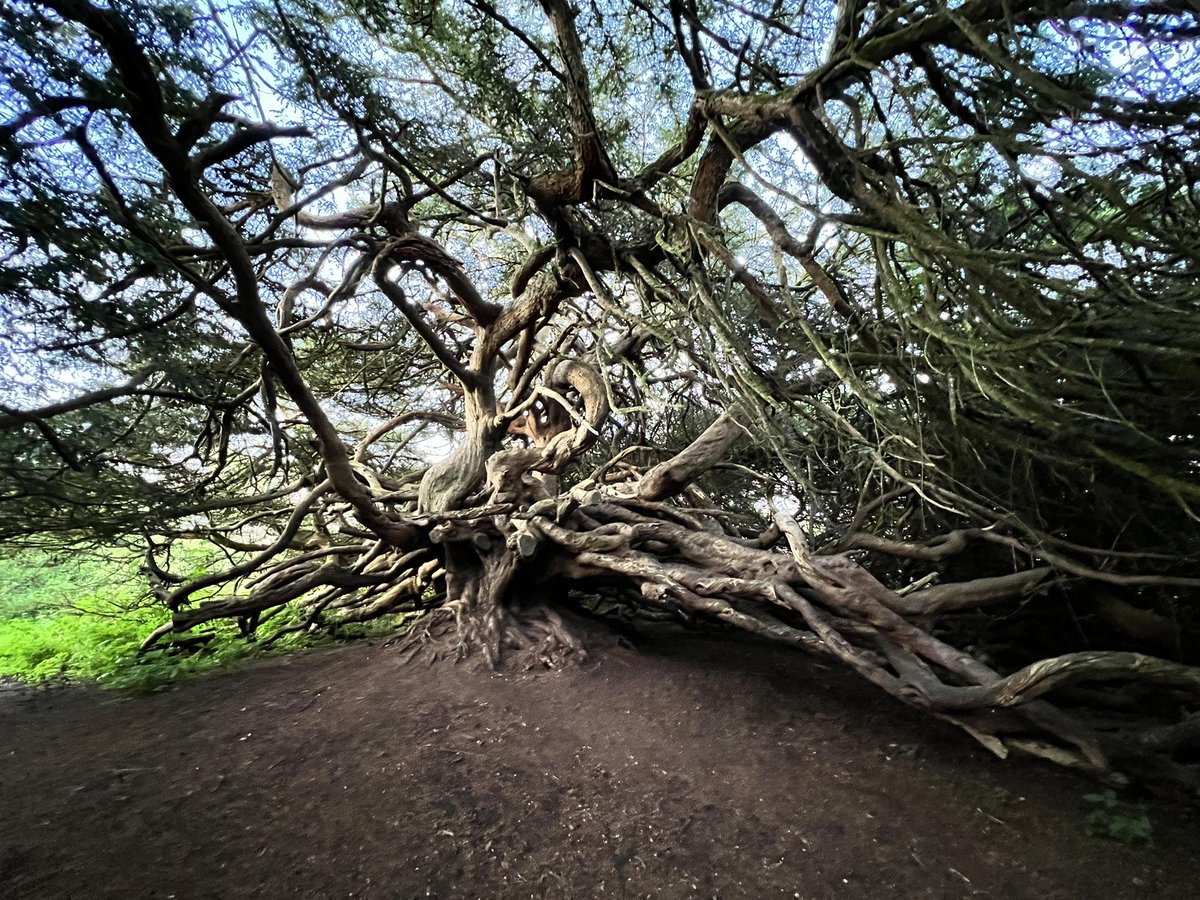Glyndle's tweet photo. The ancient yews by the ruins of old Crom castle in County Fermanagh are said by some to be 900 years old and amongst the oldest in Northern Ireland. Whether that is true or not, they are magnificent specimens #yewtrees https://t.co/WsYZZC2mTY