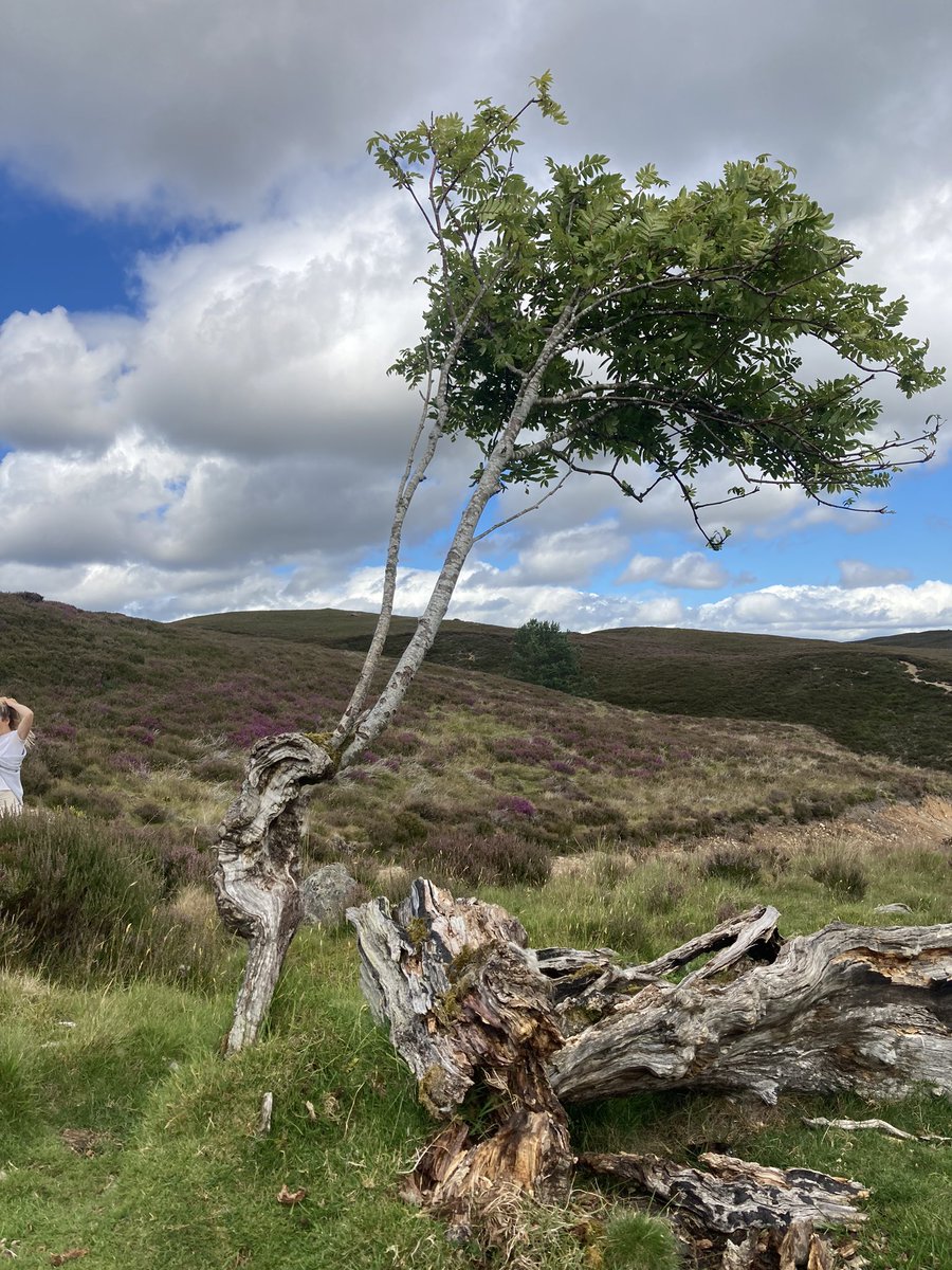 A tenacious rowan. The bulk of the tree was wind blown many years ago, leaving just a jagged spike of bark. Fortunately the tip was just above grazing sheep and has grown again.