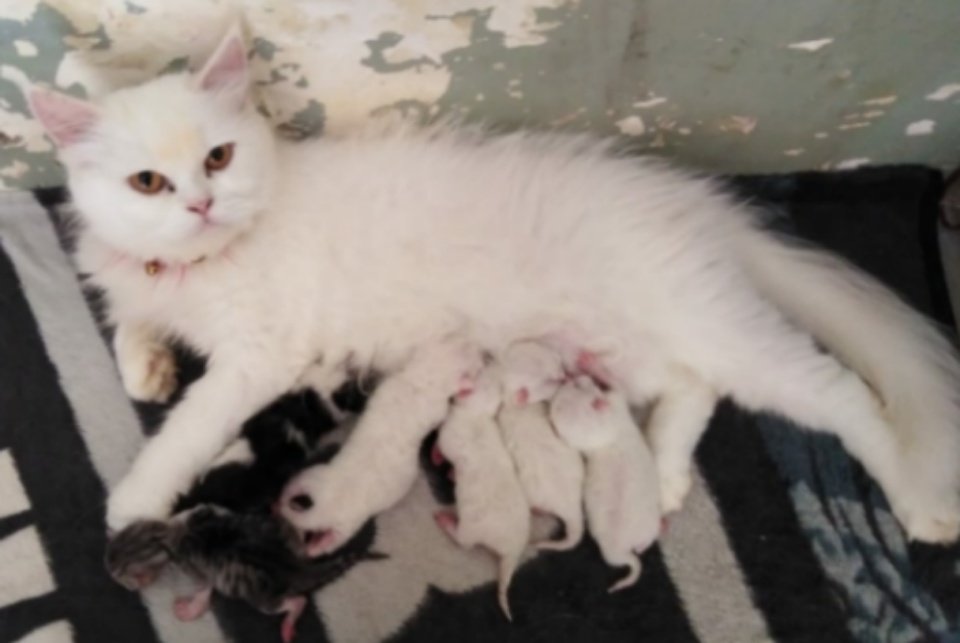 AMBeautifulNat1's tweet image. My Cat is maxi.
Maxi ne kittens deliver kiye Hain.
Very nice. 👍👍👍