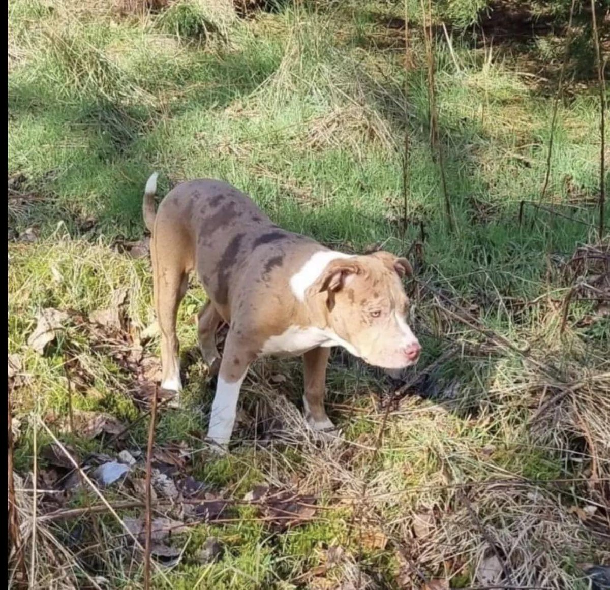 rosiedoc666's tweet photo. Vera was stolen from house during the night 30/7/22 #Netherthird, #Cumnock. An #Americanbully.
3 men/English accents,could have been put on Silver car.around 3am
They attempted to take cesar but I think he's gone for them. Pls RT
https://t.co/jGhZp9fFnV
@cumnockchron @bs2510 https://t.co/3HVlUZjV6y