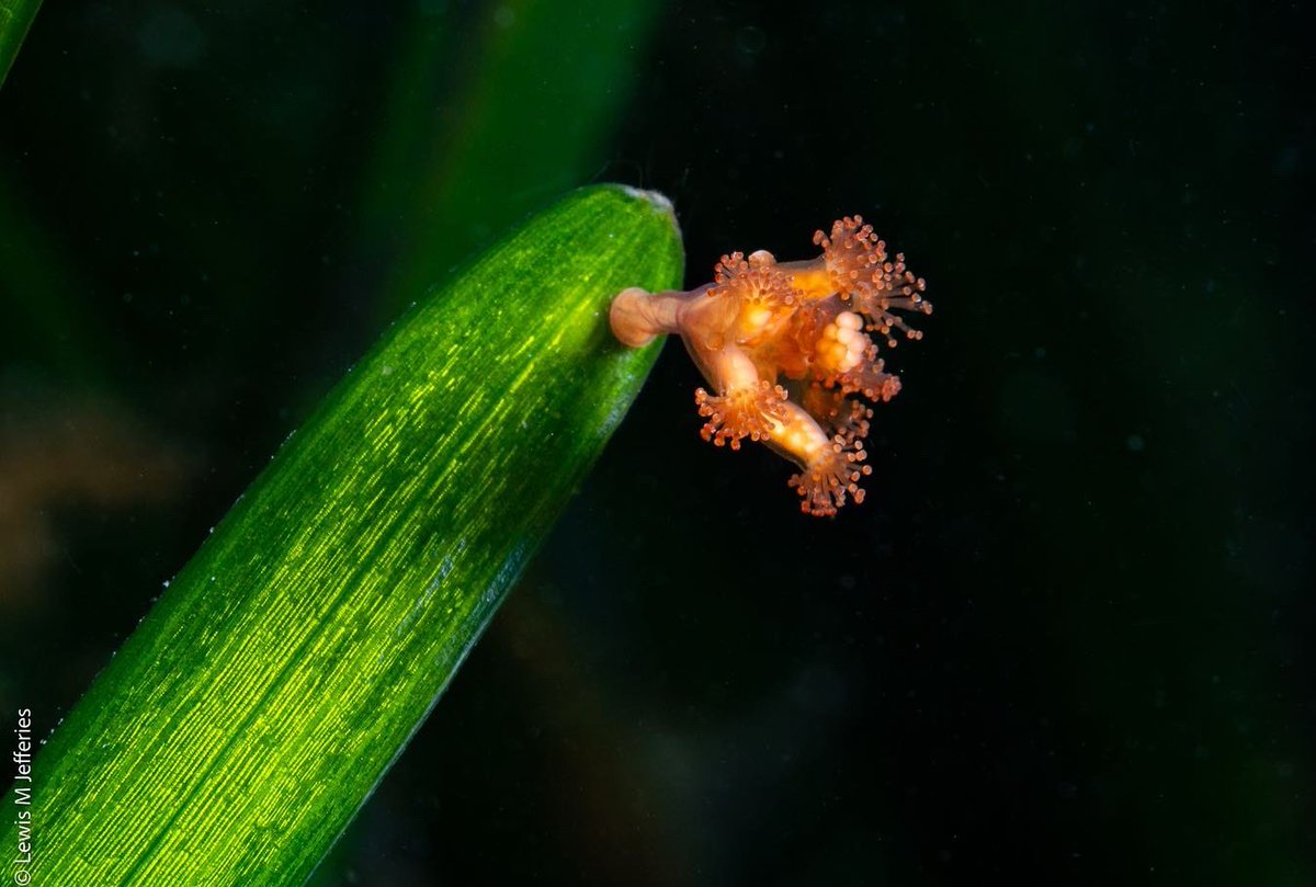 Lewis Michael Jefferies tweet media