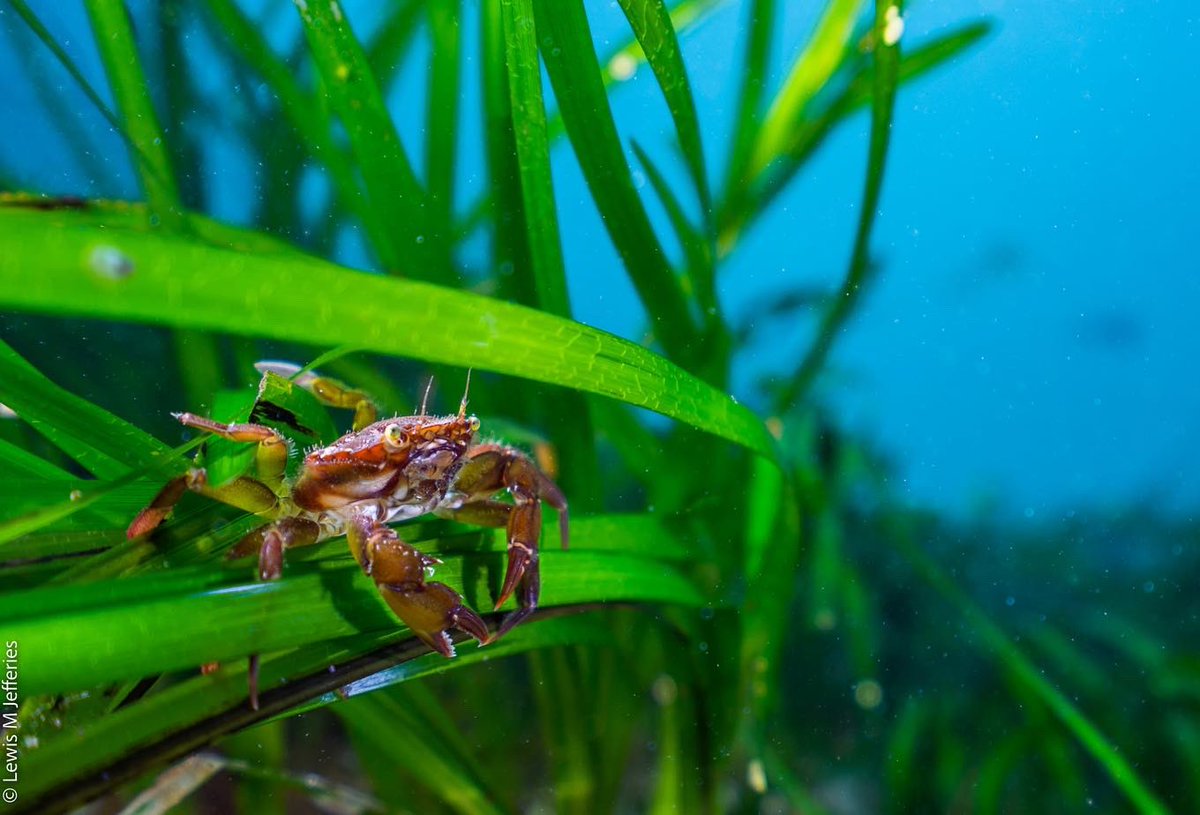 Lewis Michael Jefferies tweet media