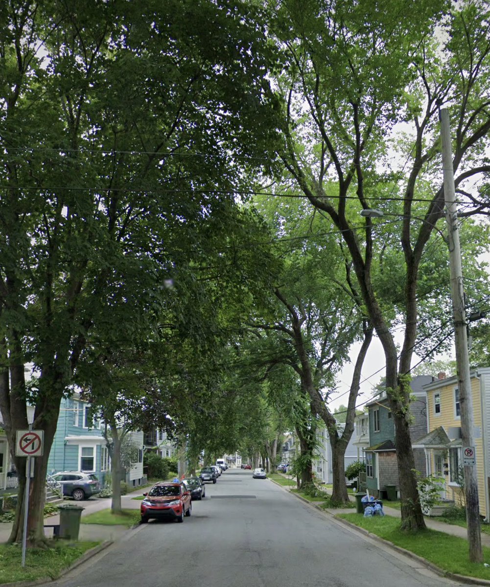 kempthead's tweet photo. Halifax has a fabulous urban tree canopy. Trees are beautiful. They mitigate urban heat. They provide habitat for wildlife.

But HRM's bike lobby wants to cut down 125 mature trees on the peninsula &amp; replace them with yet more asphalt to accommodate their pastime.  1/3 https://t.co/fztLjijmZq