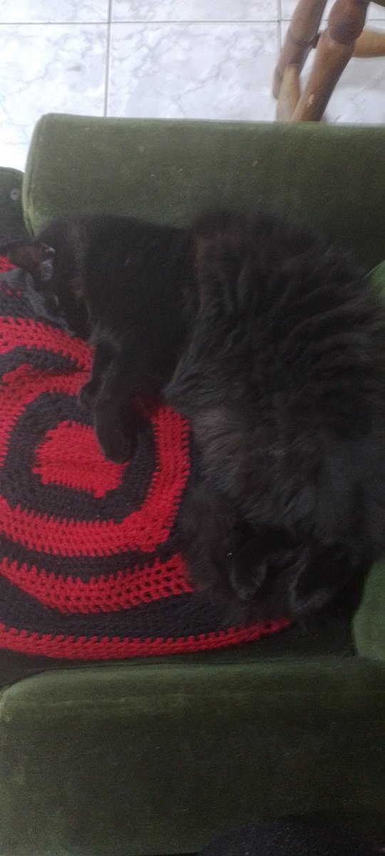 Pss16582833's tweet photo. Que lindo mi gato :D https://t.co/cDJVaEnpYl