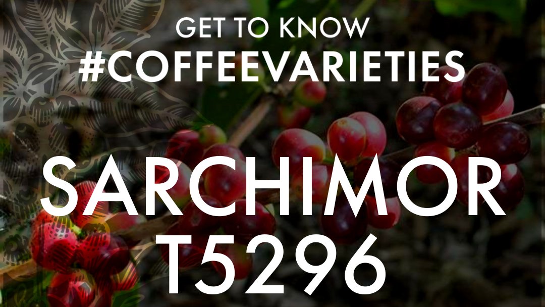 CondesaCoLab's tweet photo. Get to know #CoffeeVarieties: Sarchimor T5296.
While the Sarchimor T5296 variety is resistant to coffee leaf rust, farmers are not recommended to breed it. This is because it can be unstable from one generation to the next. https://t.co/wPNwmTi9J6