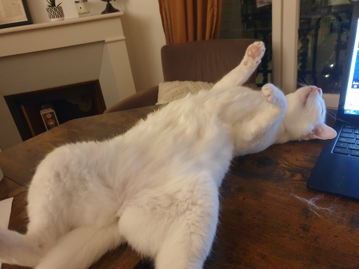Alaska_cat_off's tweet photo. @MaelissInn @CapitaineFlam4 C'est pas mon pote, c'est mon disciple. https://t.co/RfmXCP1mzU