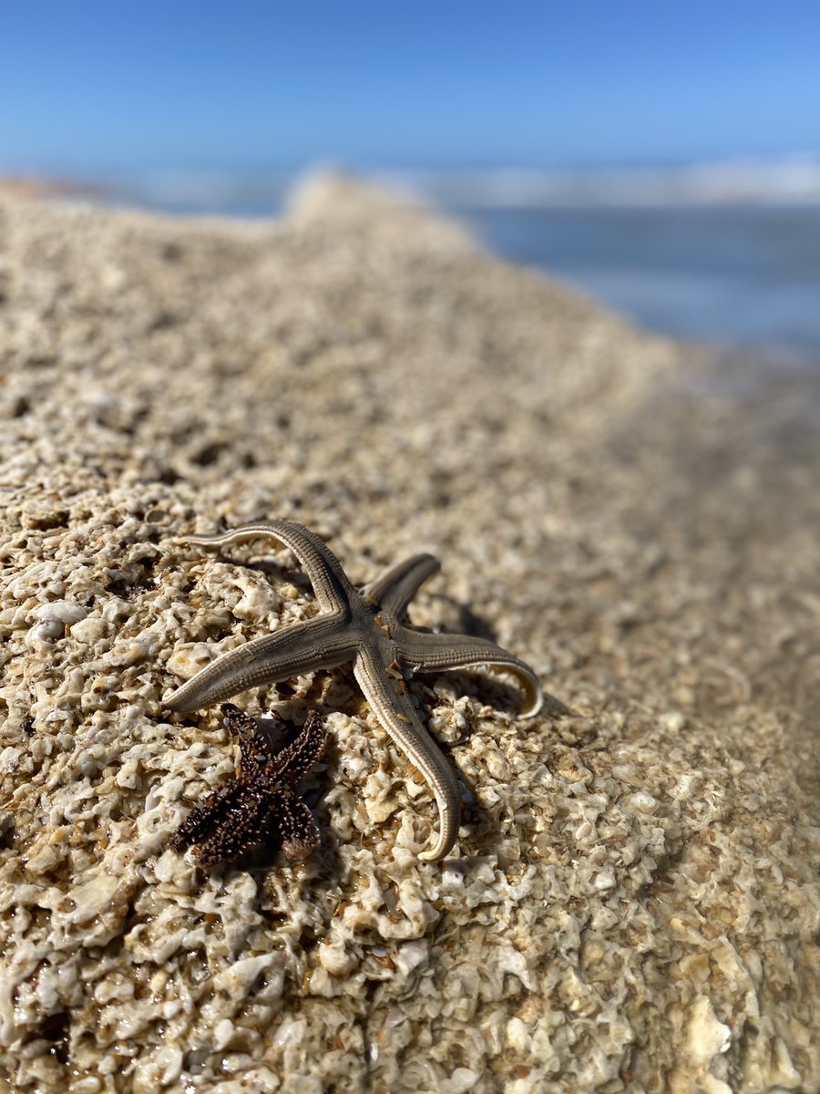 Flagler Surf 🌊🌊🌊 tweet media