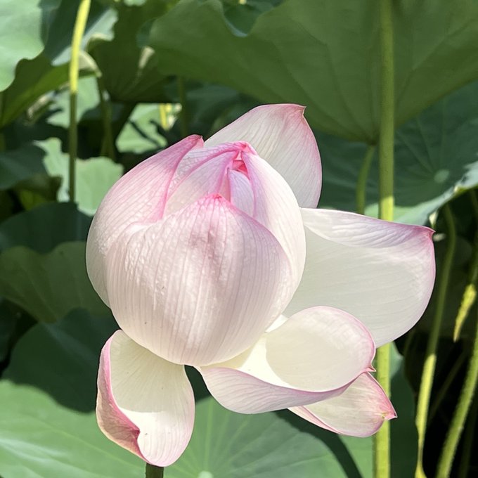 トーマス フラーのtwitterイラスト検索結果