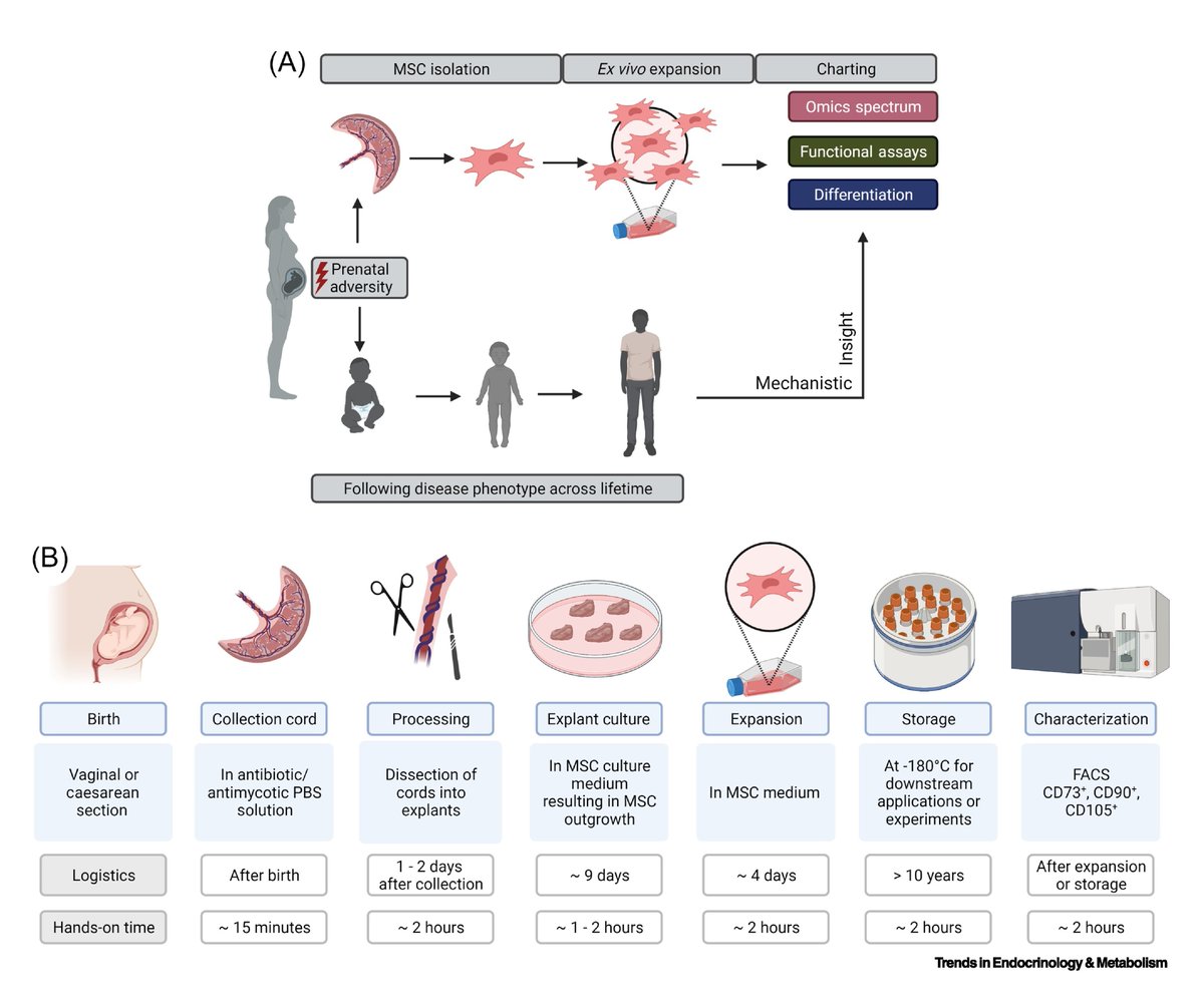 MesenchymalCell's tweet photo. 💡 Recent #review in @Trends_Endo_Met! 

@LUMC_Leiden scientists suggest that #MSCs may serve as a novel tool to investigate the full epigenome beyond DNA methylation, to explore other omics levels, and to perform functional assays.

📚 https://t.co/cRv5x5wSmh https://t.co/JAo38779SL