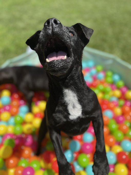 2 pic. A few more! God & Pork loved the ball pit! https://t.co/AhCEclBpT1
