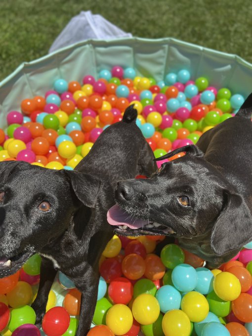 1 pic. A few more! God & Pork loved the ball pit! https://t.co/AhCEclBpT1