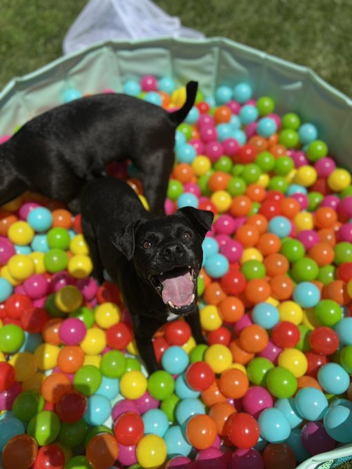 3 pic. A few more! God & Pork loved the ball pit! https://t.co/AhCEclBpT1