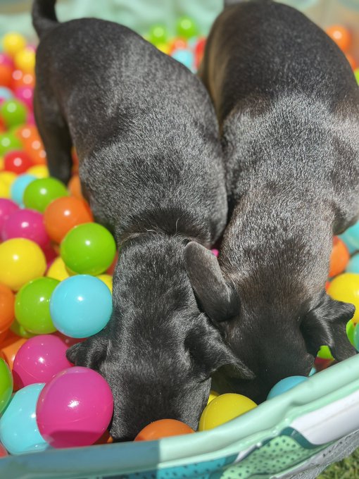 4 pic. A few more! God & Pork loved the ball pit! https://t.co/AhCEclBpT1