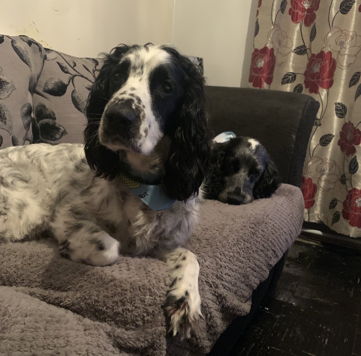 PetNaturally's tweet image. The spaniels are #fireworkready, both wearing bandanas with #petremedy calming spray.
🐾 For dogs, cats, horses &amp;amp; rabbits
🐾Clinically proven
🐾Starts to help immediately
🐾Calms without sedating
🐾Water based &amp;amp; PH neutral
Pet remedy is available in store in a range of sizes