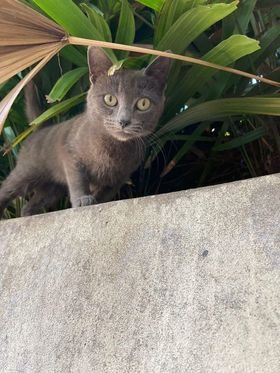 Fundación De Gatitos tweet media