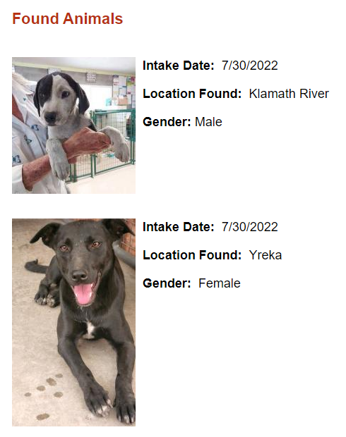 Jasamsdestiny's tweet image. Pets FOUND so far &amp;amp; are at the shelter

#McKinneyFire #SiskiyouCounty #Siskiyou #Yreka