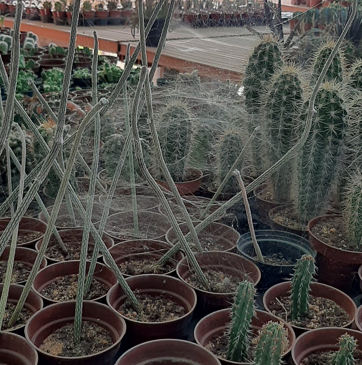 Suculentascom's tweet photo. Wikcoxias y telarañas. https://t.co/FFSFg05TjU