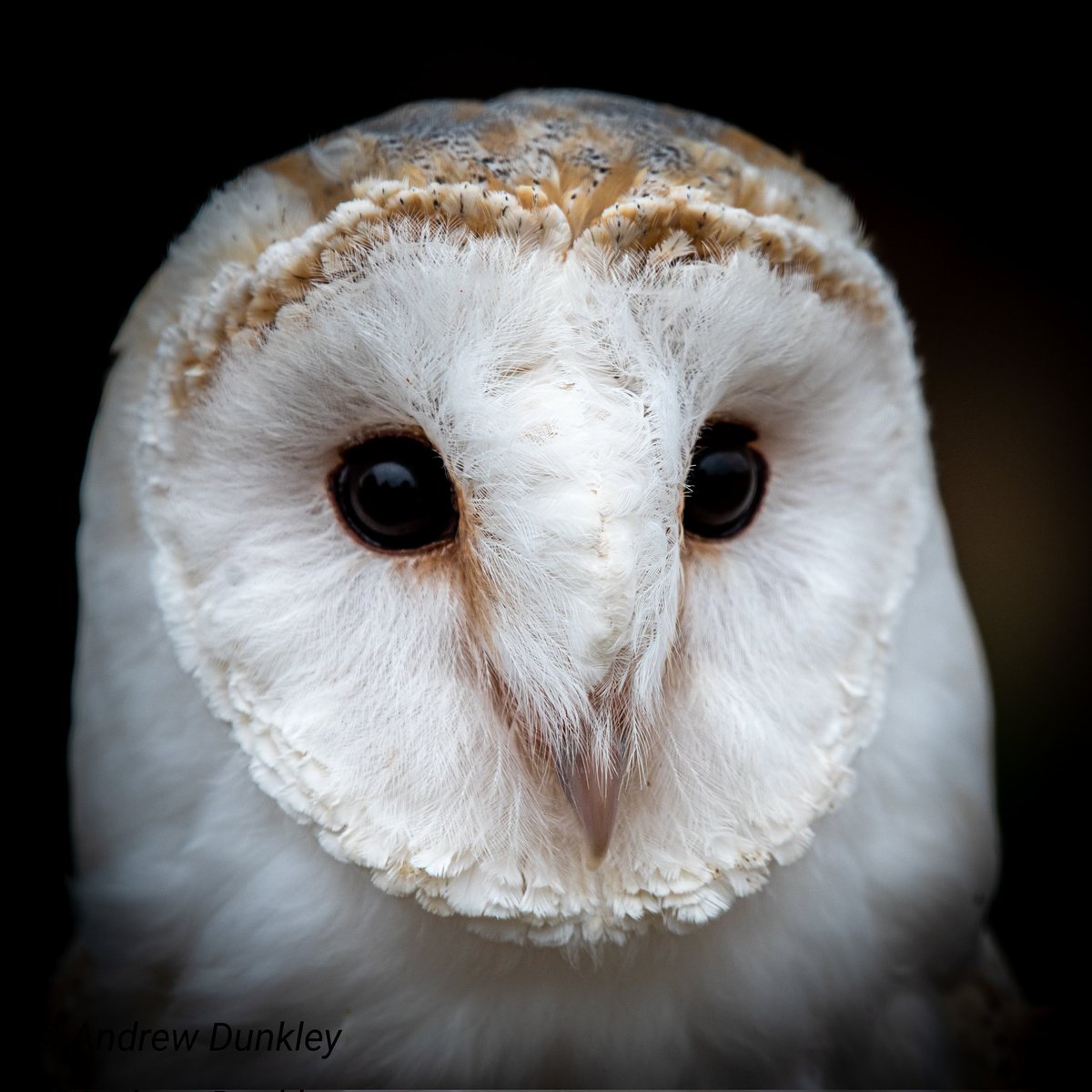 adunkley44's tweet photo. Some of the ARD Birds of Prey owls from the Night Watch at @RFC1993 https://t.co/ke5g7Nq2YU