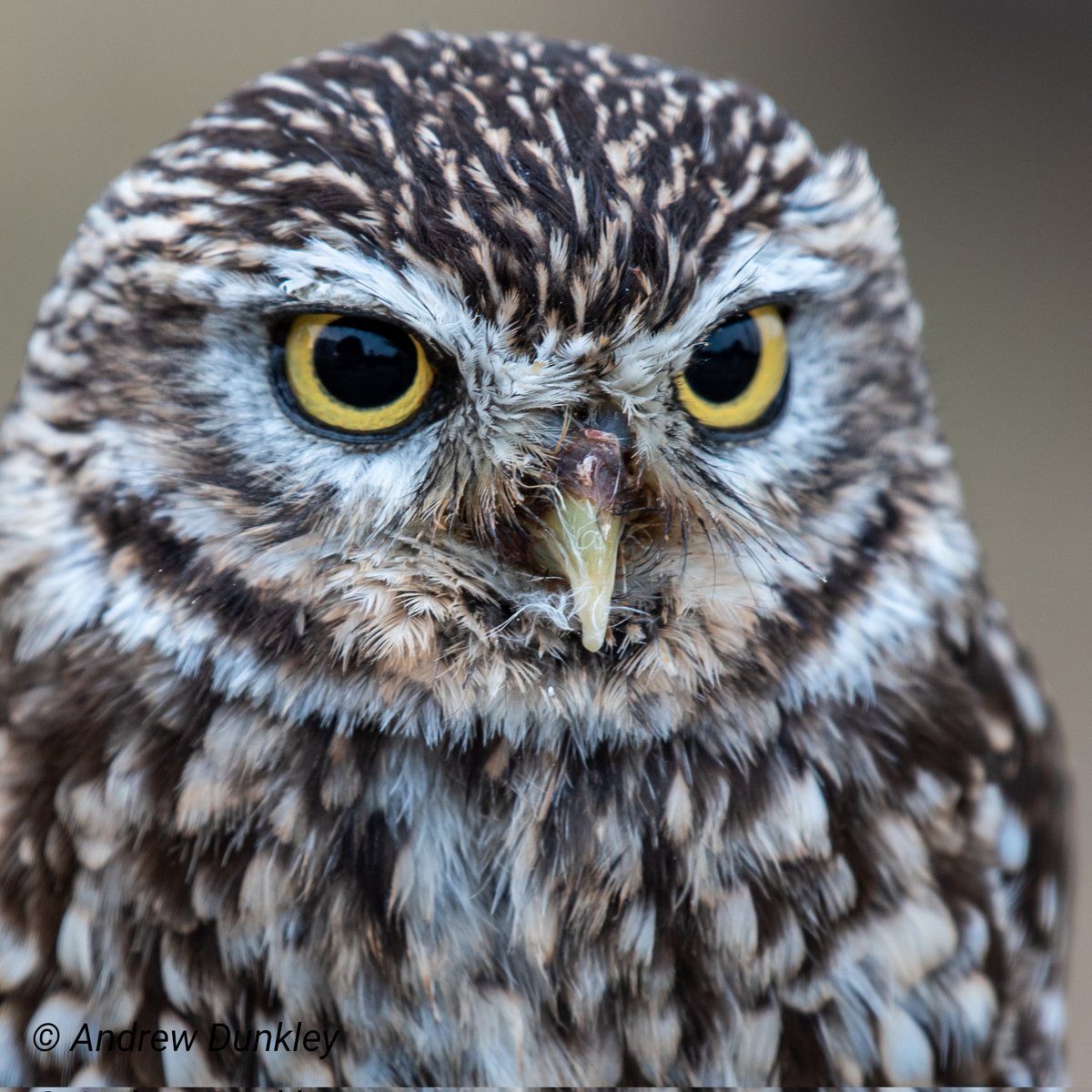 adunkley44's tweet photo. Some of the ARD Birds of Prey owls from the Night Watch at @RFC1993 https://t.co/ke5g7Nq2YU