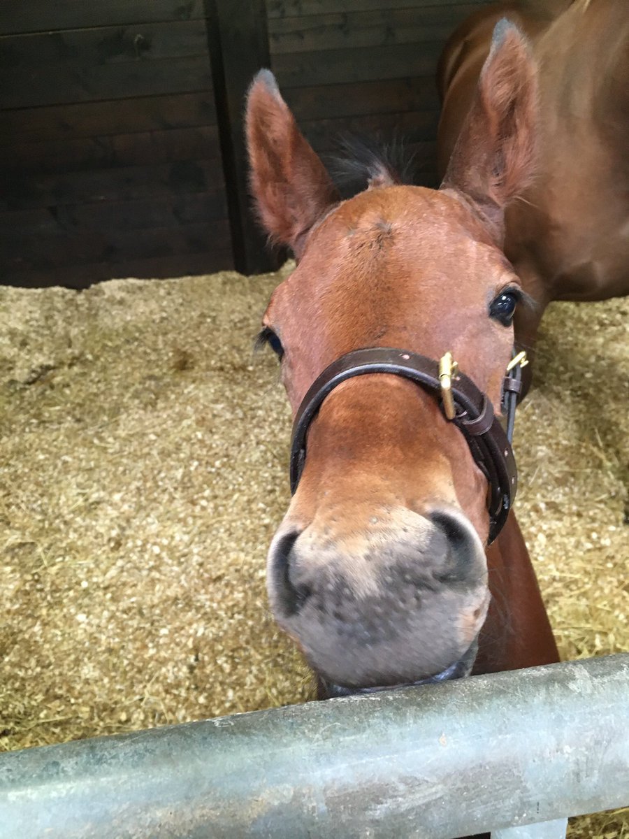 Equichanics's tweet photo. The last of the foals is home!
The last foal, a colt, out of half sister to #MasterMinded, #CleverMode (RIP) by #Maxios. Born at 73.5kg I hope this boy’s future is as big as he is ❤️🤩 https://t.co/zc2da0StMY