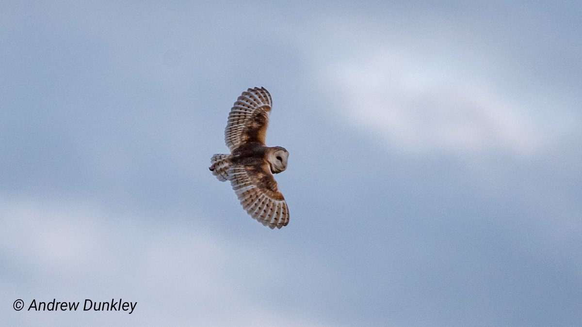adunkley44's tweet photo. A local #barnowl out and about this evening @LeicsWildlife https://t.co/oRt9XVibcf