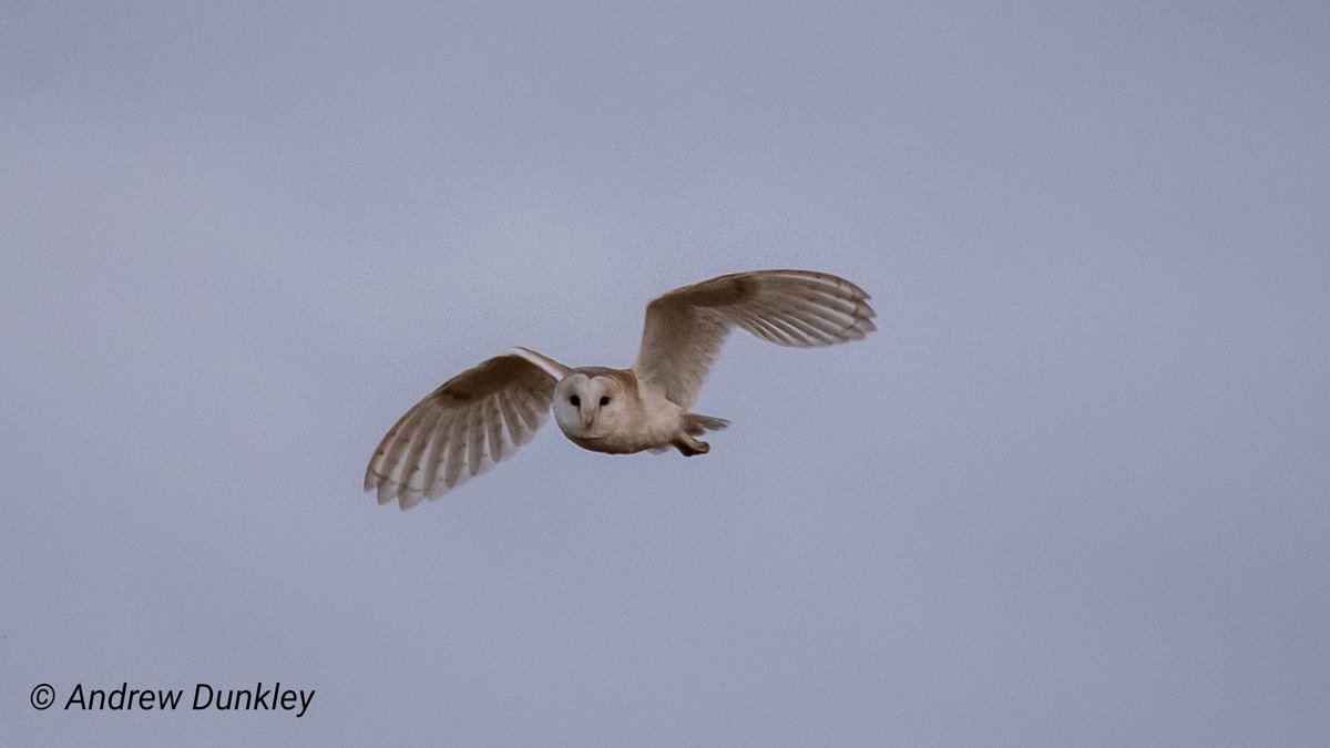 adunkley44's tweet photo. A local #barnowl out and about this evening @LeicsWildlife https://t.co/oRt9XVibcf