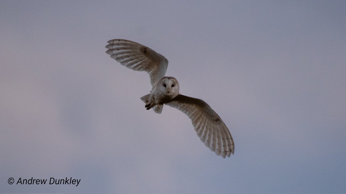 adunkley44's tweet photo. A local #barnowl out and about this evening @LeicsWildlife https://t.co/oRt9XVibcf