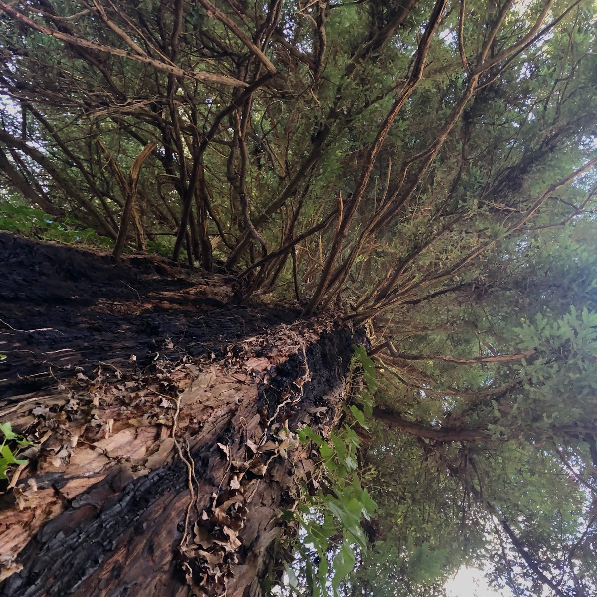 Thiago Friedrich tweet media