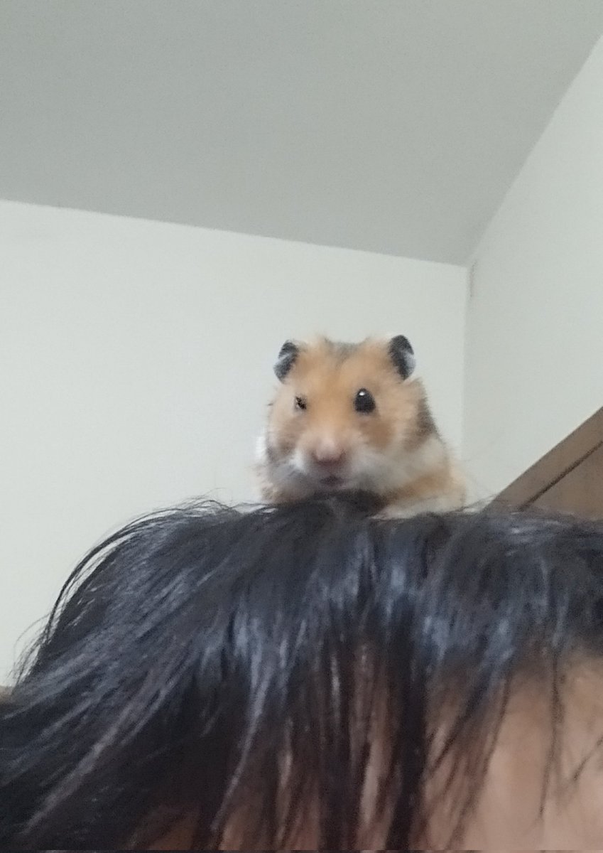 HamsterAxel's tweet photo. 😉 https://t.co/bUqtzs9qBW