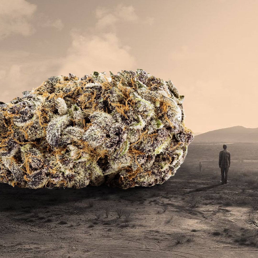 drleafmx's tweet photo. Domingo de reflexion...💬

#weedporn #Mexico #mariguana
#drleaf #cannabis #weedshop #smokers #weedlovers #CapitalHigh
@CapitalHighMx https://t.co/UQyAVXXCUQ