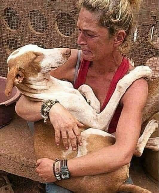 SilviaMylo's tweet photo. Fue a la perrera a adoptar un cachorro, luego la vio a ella, estaba sola, ciega, en una esquina, no pudo dejarla allí y decidió llevársela a su casa 🏡 Merece muchos gracias esta buena mujer  👏👏👏👏💓💓🐕💓😘💓🐶💓💓💓🐾🐾🐾💖❤️ https://t.co/uVJVmd4Dhu