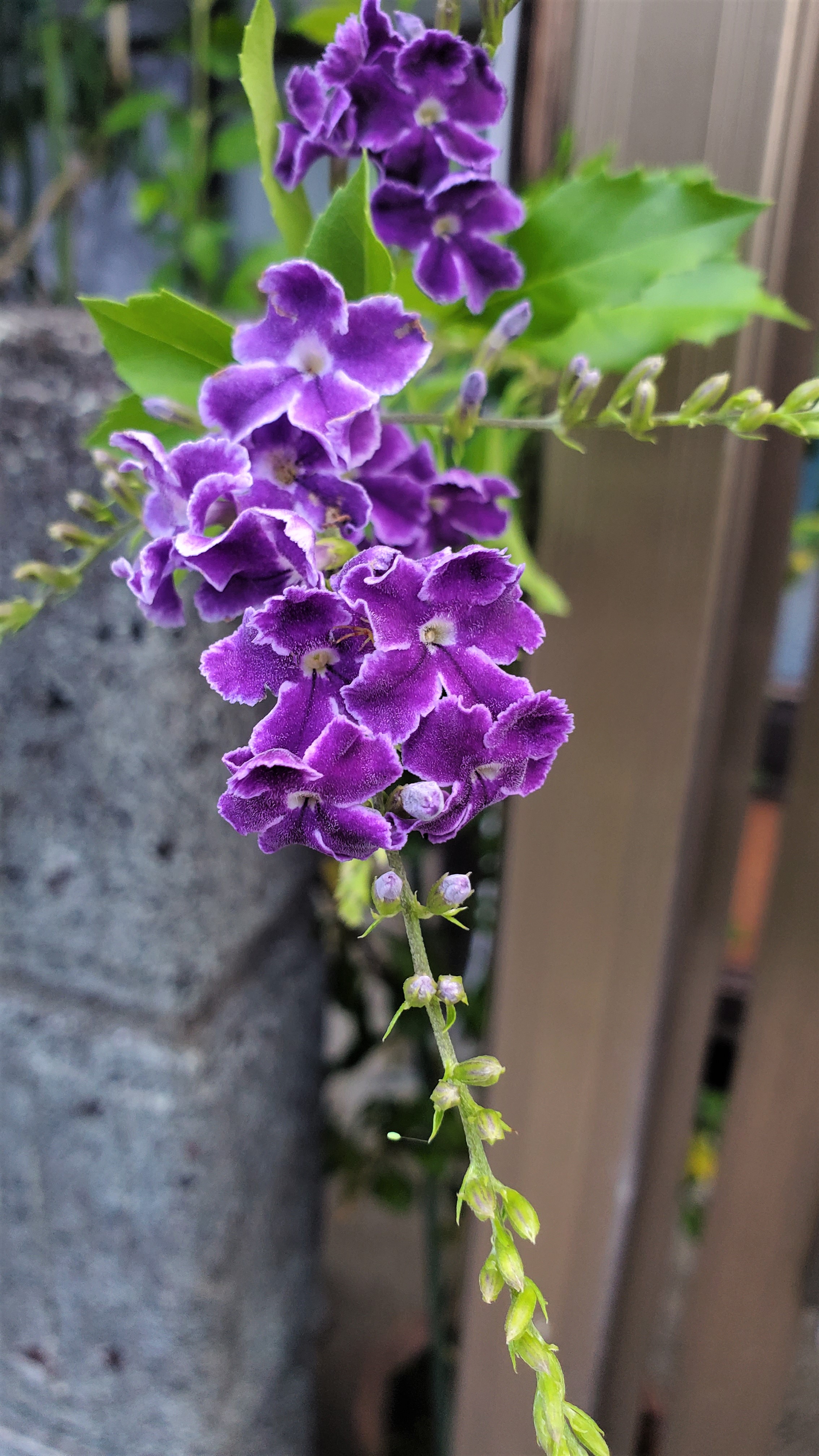 Pri 晴れています デュランタ宝塚 別名 タイワンレンギョウ 紫色のかわいらしいお花です 花名はタカラジェンヌが正装した袴姿を連想させることから名付けられたそうです 花言葉は あなたを見守る 独りよがり 歓迎 目をひく容姿