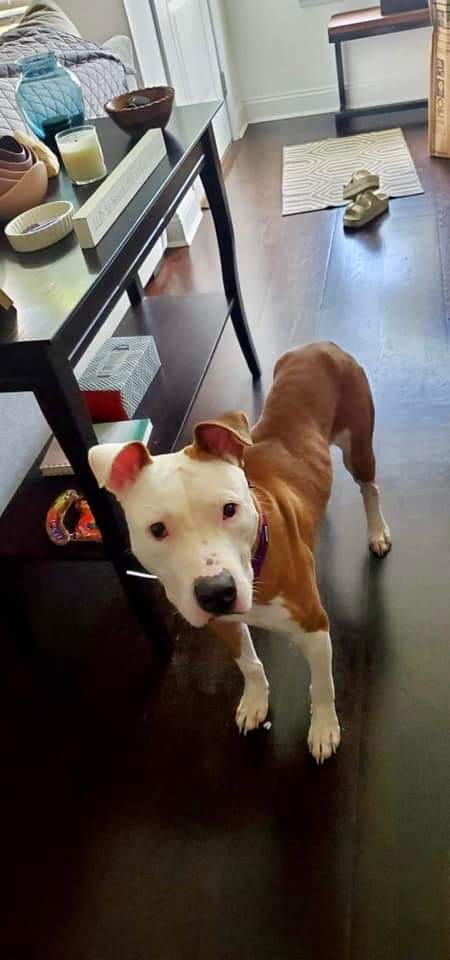 Loki 147189 is safe with Amsterdog. Please honor your pledges at PayPal address. Amsterdogdonations@gmail.com 
Thank u 💓!!

<a href="/LindaMayberry9/">Linda Mayberry</a> $15.00
@IndyEnt $20.00
<a href="/b3dogs/">Anne Bagley</a> $25.00
<a href="/adnull29/">April Null 🟦, Mother of Cats, Childless CAT LADY</a> $5.00
<a href="/PNW_Desert_SW/">Cathy_G🌼🐾♎️🐕</a> $25.00
<a href="/DeetoriaDee/">Dee - No, not that Dee, the other one.</a> $10.00
<a href="/pfeifferpack/">Kathleen Pfeiffer</a> $20.00
@ChinniChris $5.00