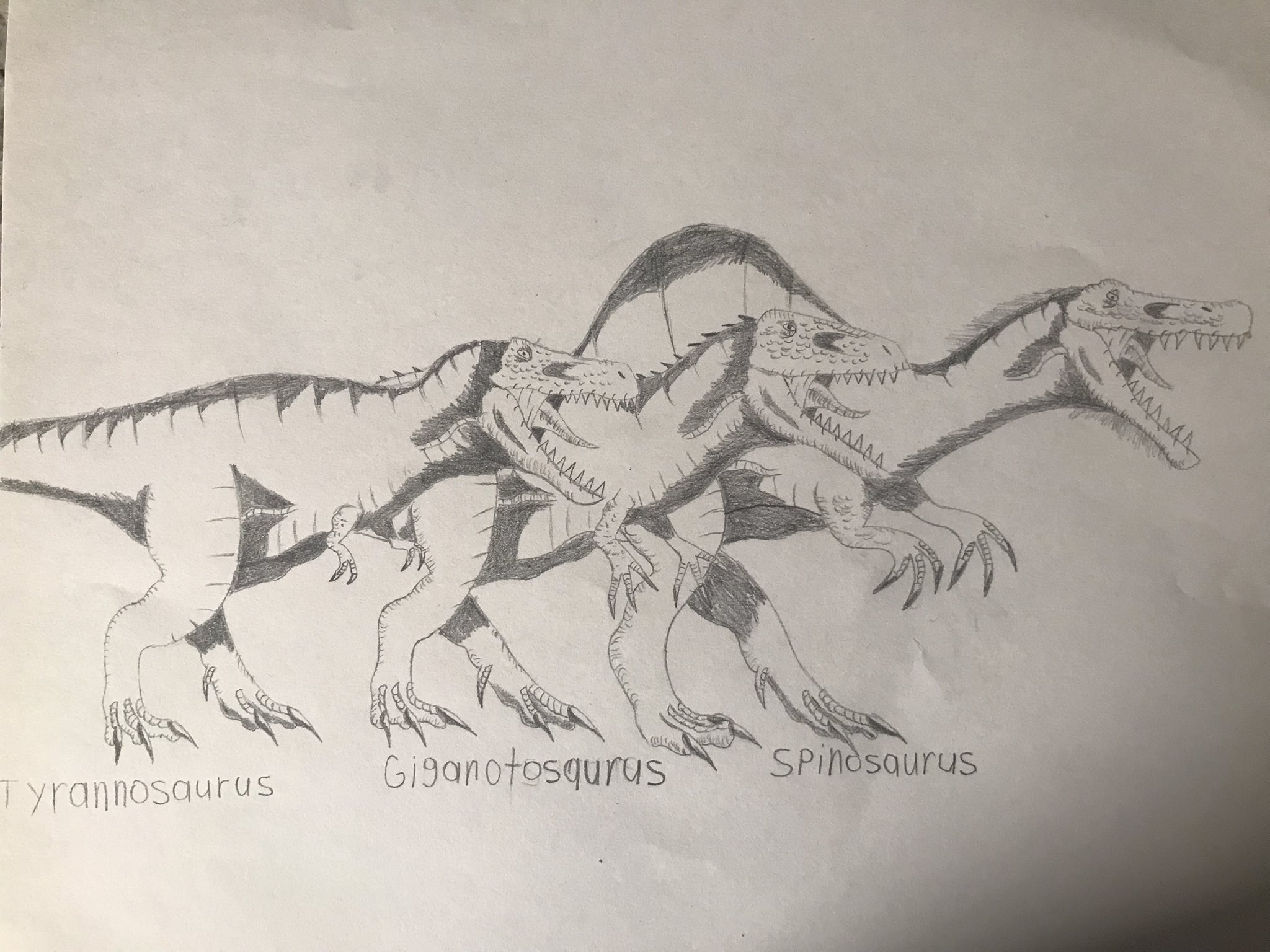 giganotosaurus size comparison to t rex