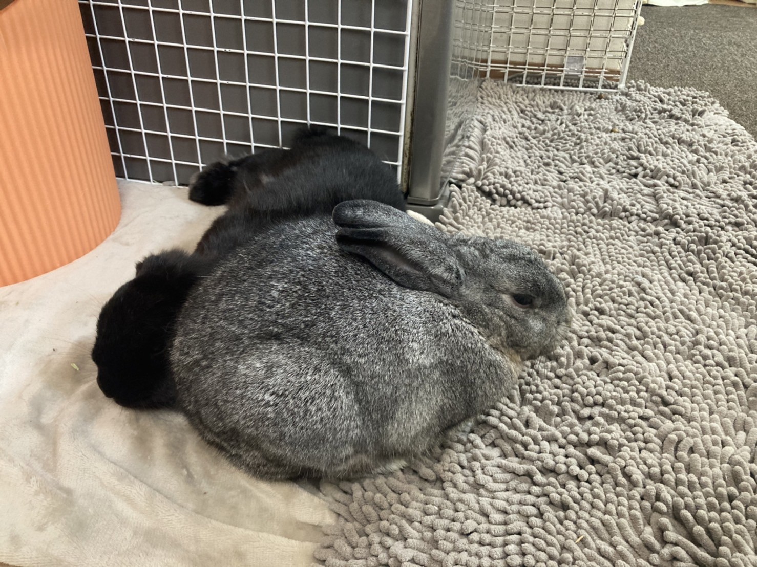 まい Hanahuwaうさぎ う と思ったら危険なものでも齧るし 食べてしまうので 人間側が万が一を考えて事前対策してあげるのが1番だなと思います W Twitter