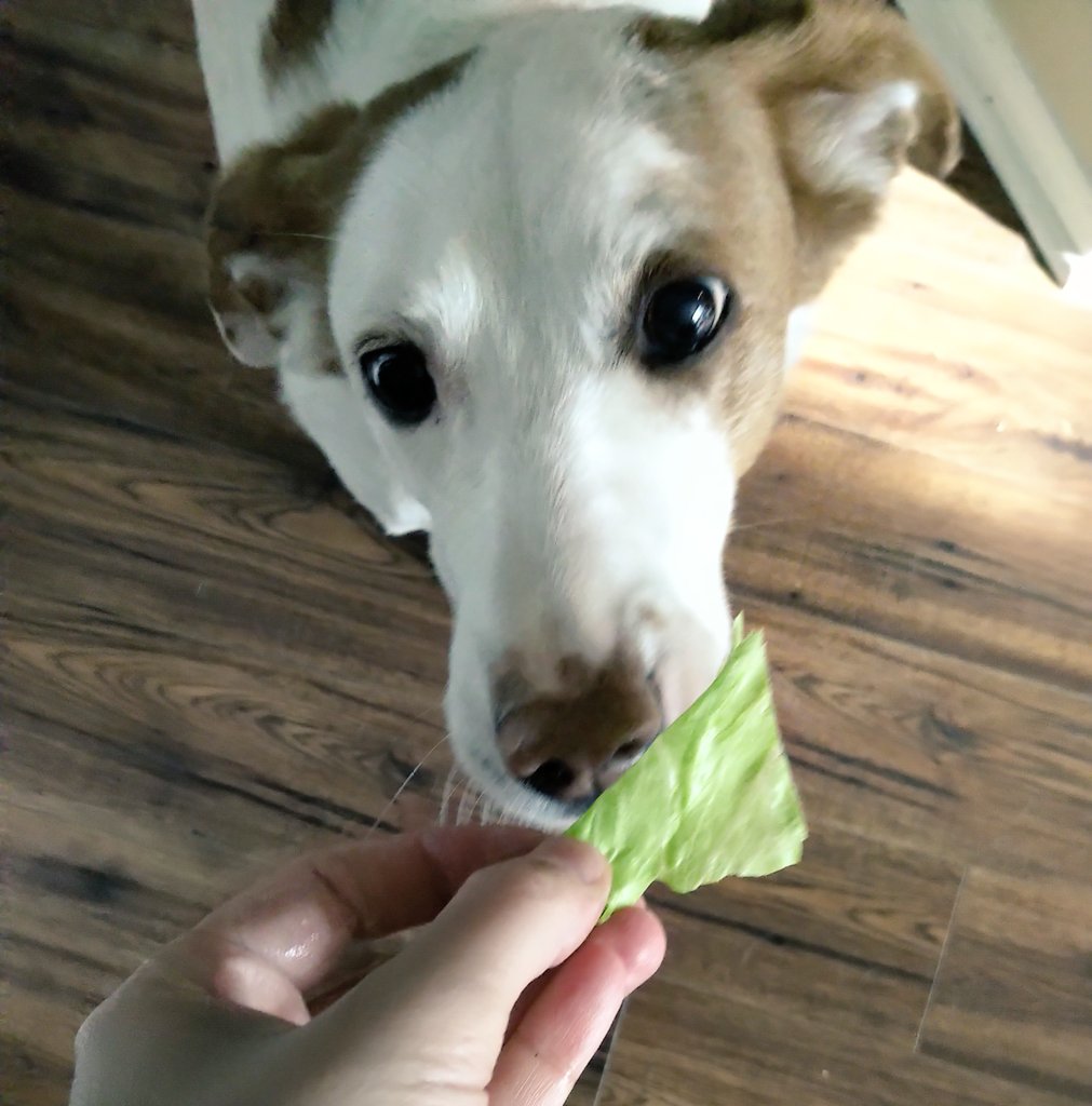 CanadianBlackBear🇨🇦 (CanadianPenny🌈) tweet media