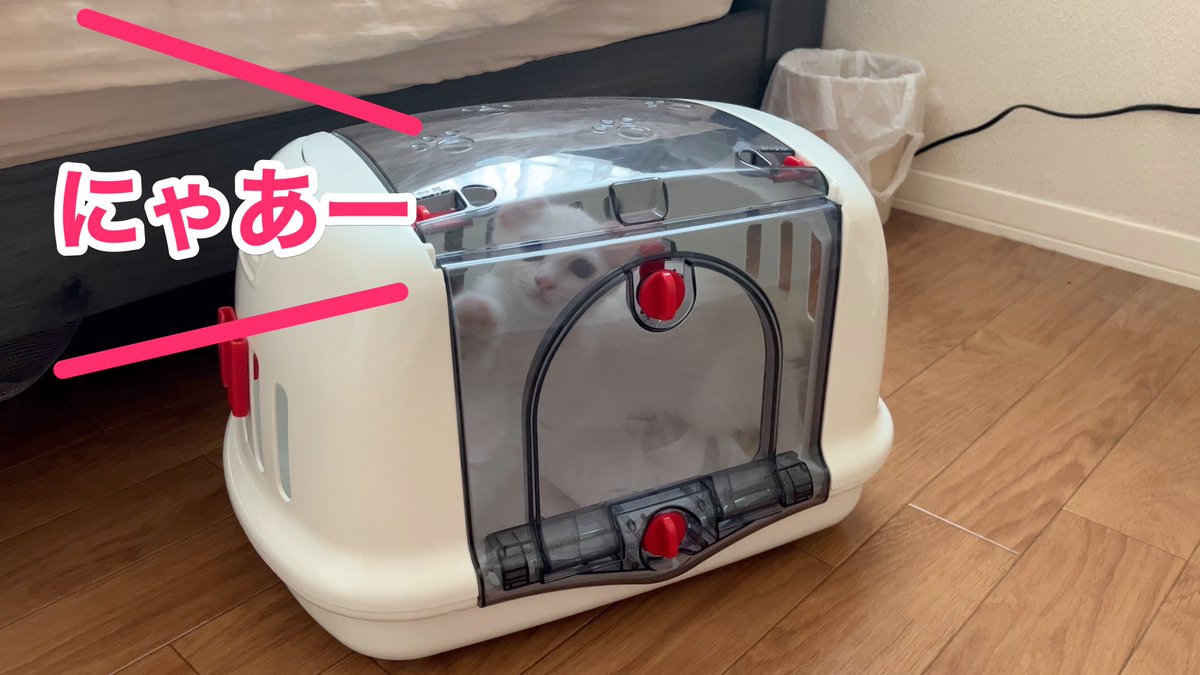 necodialy's tweet photo. ラグドールの子猫、ラテさんが初めてお家にきた時のことをYouTubeで動画にしました！
戸惑い気味のラテさんの様子を撮影しています😊

https://t.co/rwG56cTVzI

#猫の居る暮らし #猫好きさんと繋がりたい #猫のいる幸せ #ラグドール #ねこ #猫 #YouTube https://t.co/28AWUnjCSX