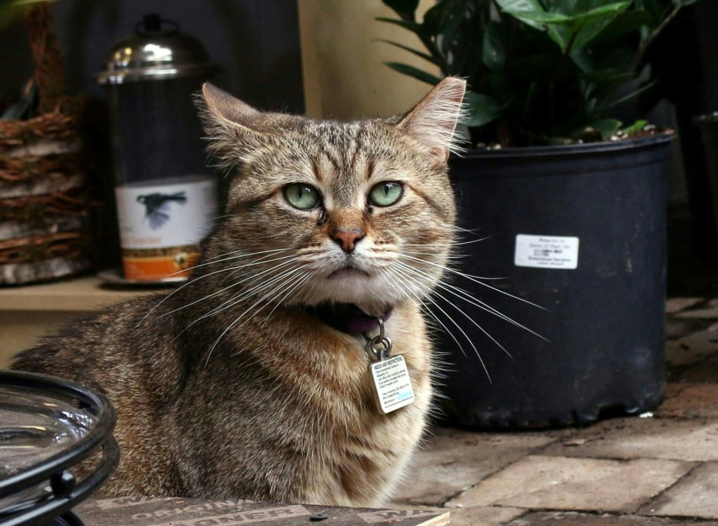 hydraprod2018's tweet photo. #cats #cat #catmemes #catsofinstagram #memes #meme #of #catlovers #catlife #catstagram #funnycats #instagram #catlover https://t.co/jqPYVqva3y