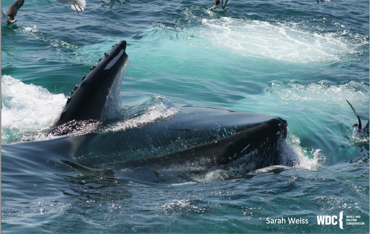 SarahGWeiss1's tweet photo. Whales! Sound! Foraging! What more could you need?

Excited to present my Master's research at #SMM2022 

Check out my prerecorded talk in Virtual-Behavior on the behavioral, social, and environmental context of sound in the foraging strategies of #humpback #whales https://t.co/cAGeMQy6sq