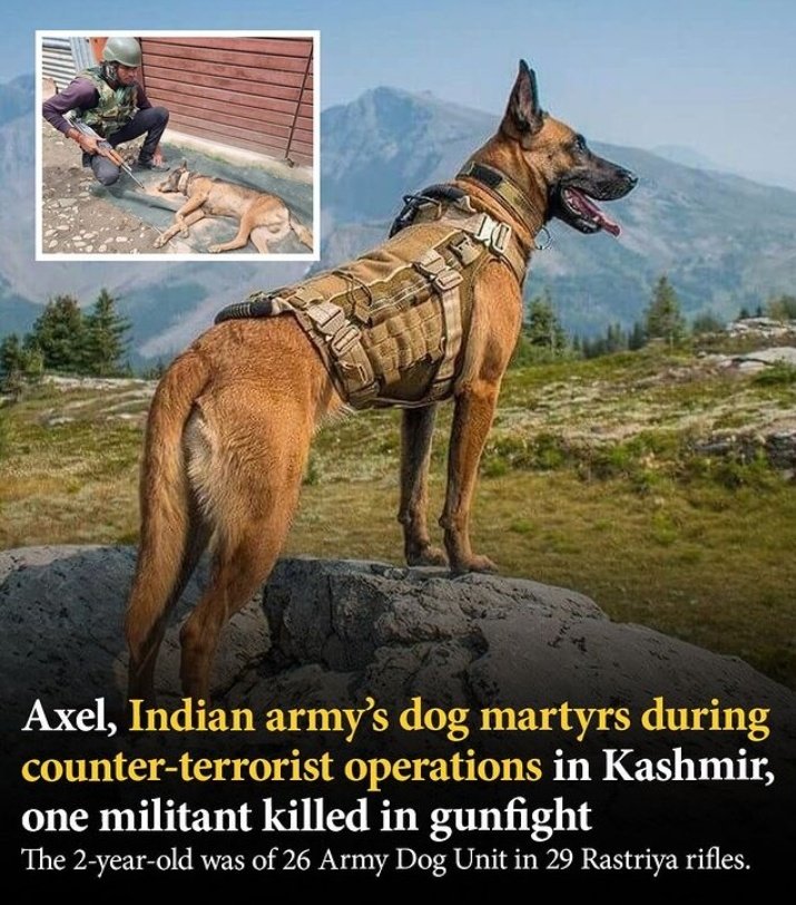 ShubhamDimri_'s tweet photo. Army sniffer Dog named Axel martyred in Kashmir during Counter terrorist operation,he was shot thrice by terrorist,he was 2 years old.
Proud of you my boy!
Salute to this braveheart.
#ArmyDogUnit
#IndianArmy https://t.co/quxmdIOT3H