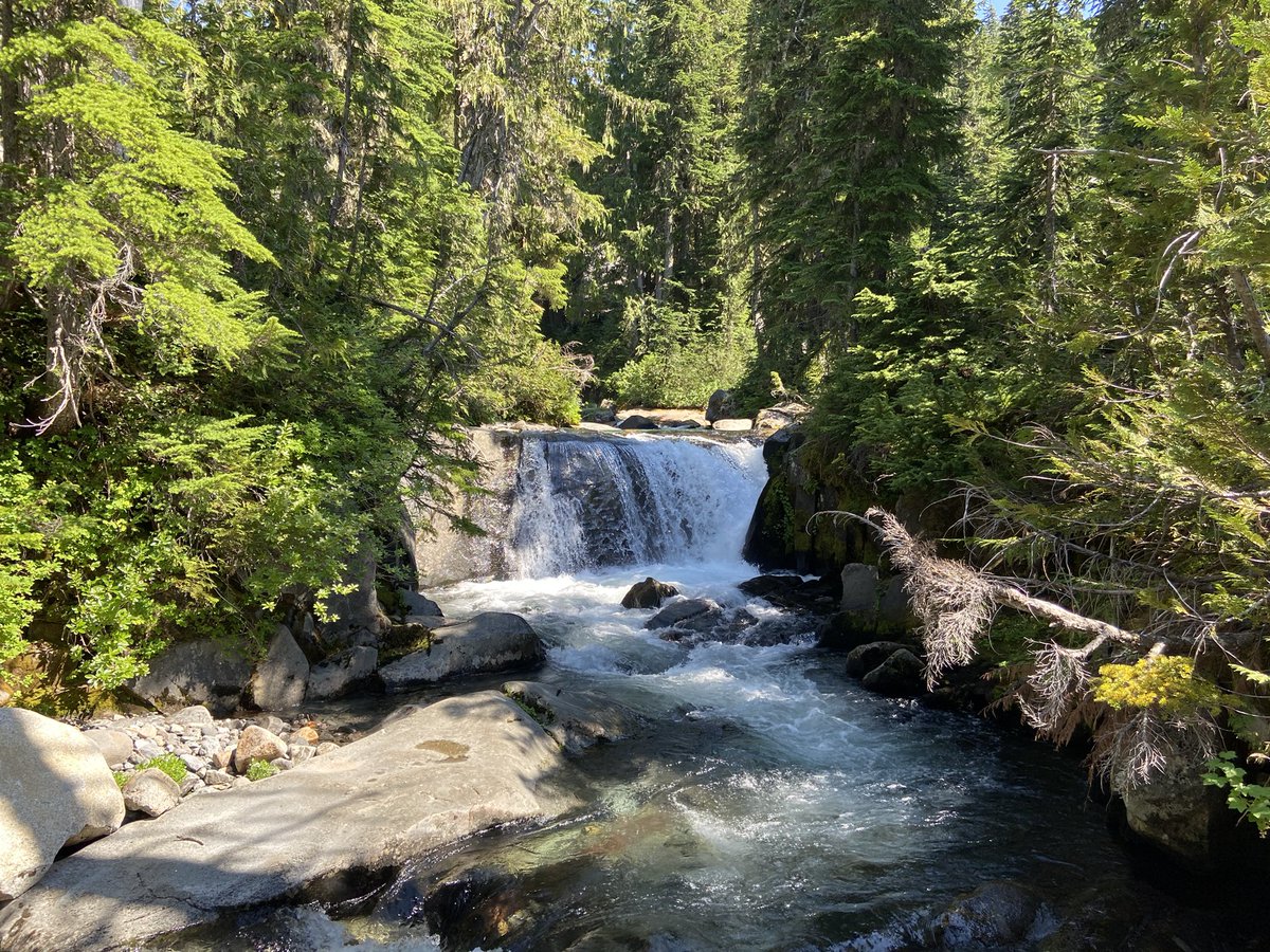 rees_da's tweet image. “The most luxuriant and the most extravagantly beautiful of all the alpine gardens I have ever beheld in all my mountain-top wanderings” - John Muir, 1889 - next time summit try #ShareMyRainier #RainierWildflowers