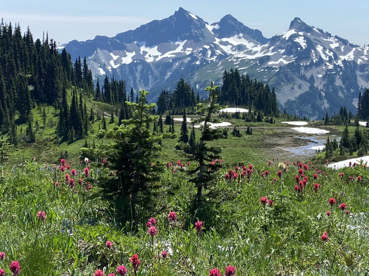 rees_da's tweet image. “The most luxuriant and the most extravagantly beautiful of all the alpine gardens I have ever beheld in all my mountain-top wanderings” - John Muir, 1889 - next time summit try #ShareMyRainier #RainierWildflowers