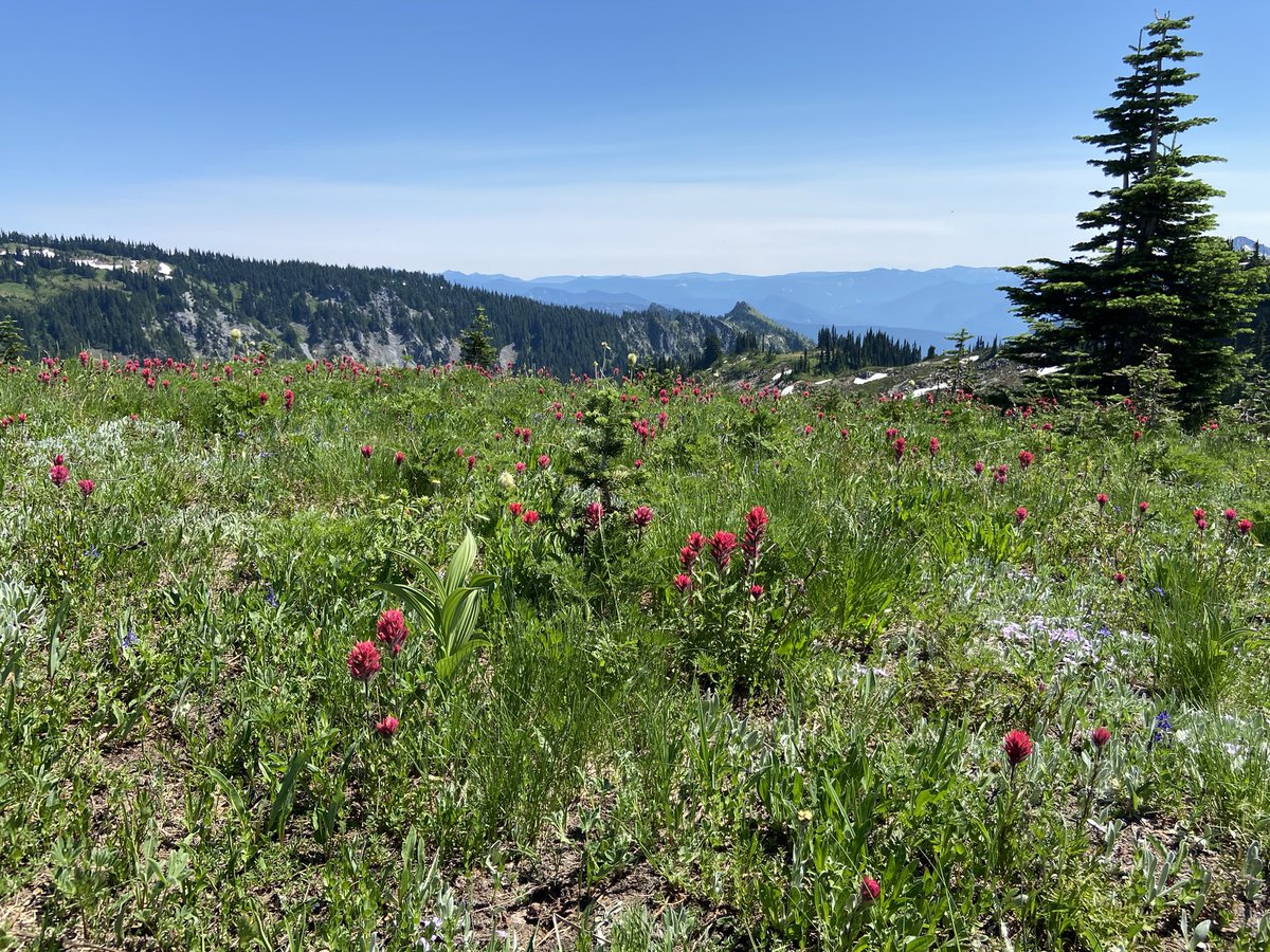 rees_da's tweet image. “The most luxuriant and the most extravagantly beautiful of all the alpine gardens I have ever beheld in all my mountain-top wanderings” - John Muir, 1889 - next time summit try #ShareMyRainier #RainierWildflowers