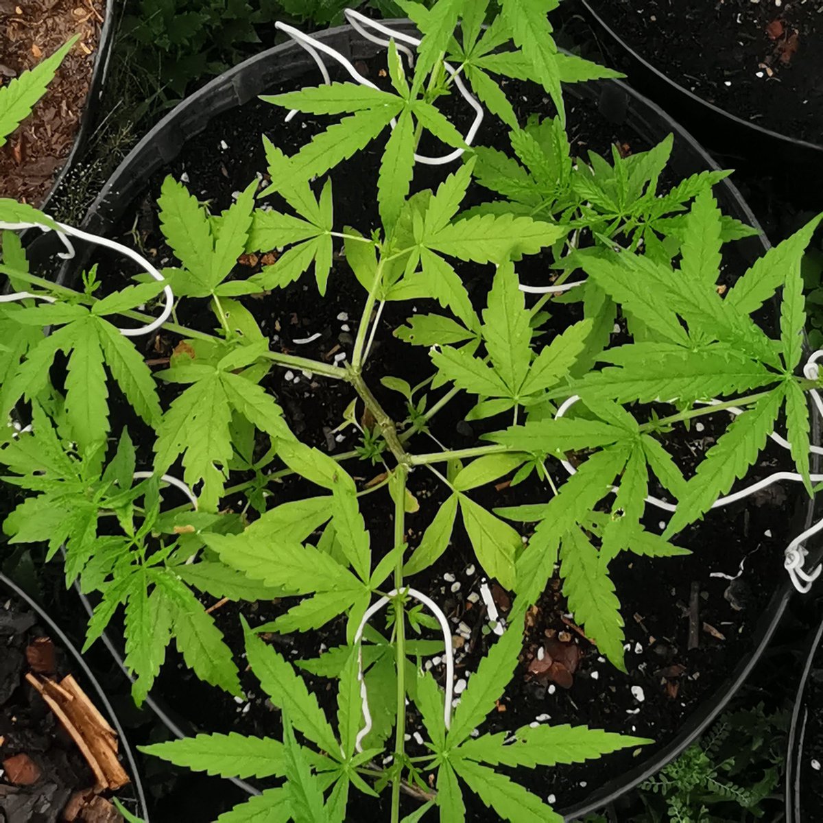 UncleWeed88's tweet photo. #กัญชาชน #Sativa #indiga https://t.co/dFbRSG4CAC