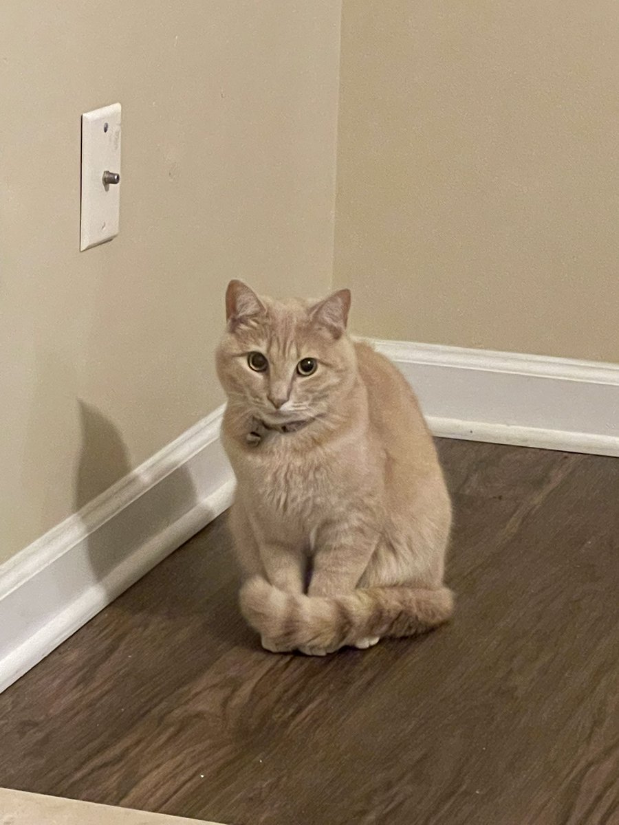 Tennesseine's tweet photo. .@AutumnLatte21 is pouting because I sold her favorite chair. Sheβs just sitting there brooding, standing exactly where the chair was until I got rid of it yesterday. #MovingPains https://t.co/tVNBzJSNmS