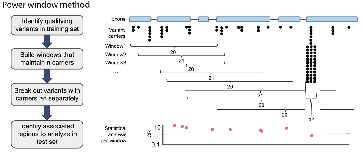 ETCirulli's tweet photo. Thrilled to present @my_helix paper ID'ing the rare variants/regions w/in genes responsible for the statistical associations seen in gene-based collapsing analyses. Key innovation is to slide window not by # bases or variants, but by statistical power. 1/ https://t.co/bh5TJMVrLW https://t.co/1Dhg28ccy5