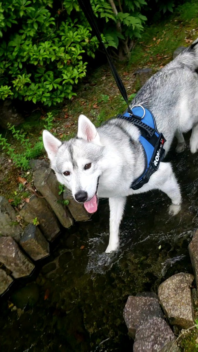 諸事情により更新出来ませんが暑さに負けずロン元気です