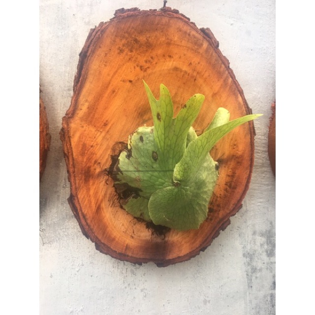 Saya menjual PLATYCERIUM WANDAE (SIMBAR ... seharga Rp. Dapatkan di Shopee sekarang! shopee.co.id/harry_parmana/… #ShopeeID