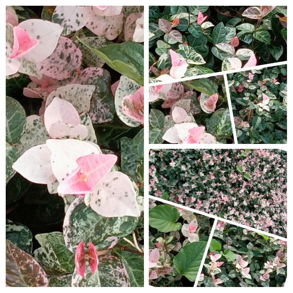 晴女まゆか おはようございます 空は晴れ 初雪カズラ 綺麗なピンク色の葉 近くで見ても葉 がたくさんの花のように見える 花言葉は 化粧 素敵になって 心の灯 今日がみなさんにとって 良い日でありますように T Co