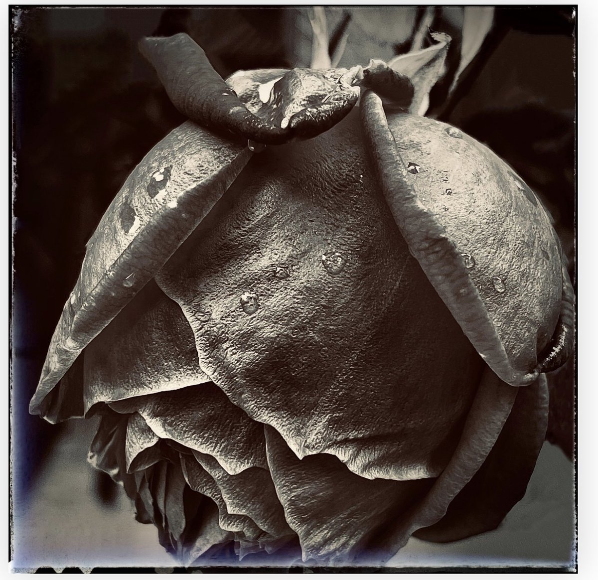 sdetroy's tweet photo. #newmint #roses #lasecreta 
“Las Flores Divinas: La Secreta” the fifth in the series of rose collection. “The Secret” commemorates a lineage to her oldest living relative, a 1,000 years old rose growing in Germany. #lasfloresdivinas
I talk about this collection #nftmintmonday https://t.co/6i7xG4Xoib